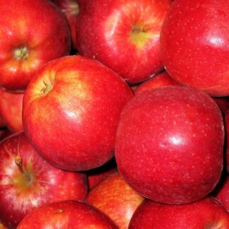 Apfel Gala Royal