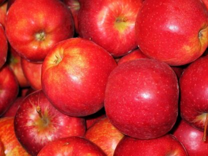 Apfel Gala Royal