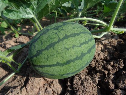 Melone Wasser