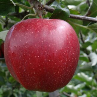 Apfel Jonagold