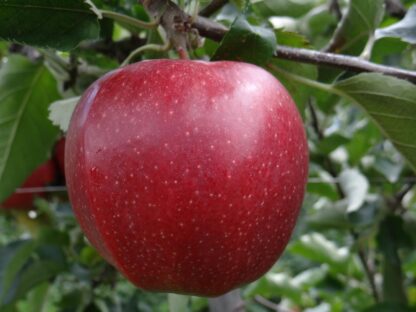 Apfel Jonagold kg