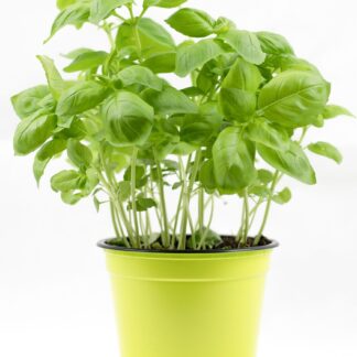 Basilikum Topf