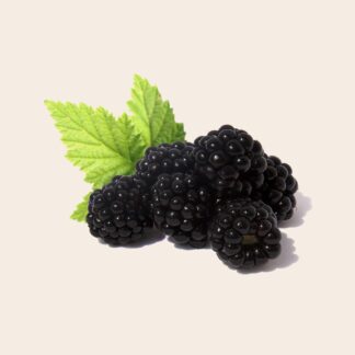 Brombeeren Schale