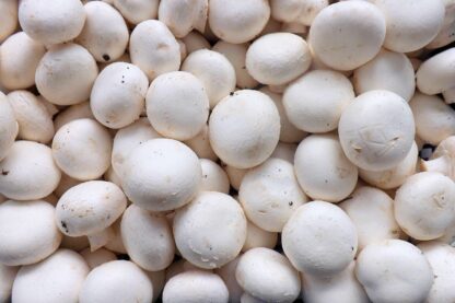 Champignon hell Schale