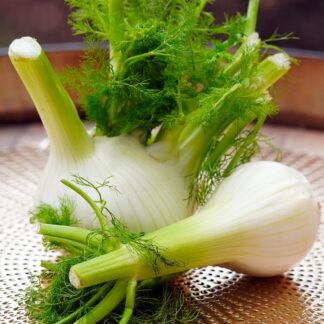 Fenchel Kiste