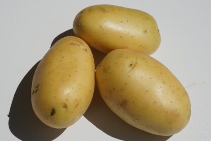 Kartoffeln vor. festk. gepackt