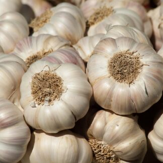 Knoblauch Strang