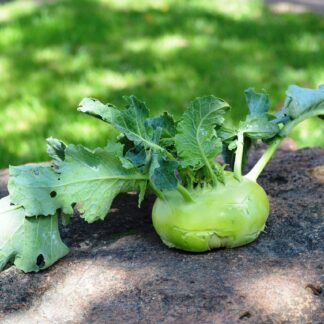 Kohlrabi Kiste