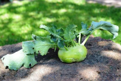 Kohlrabi Kiste