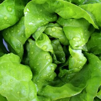 Kopfsalat Kiste