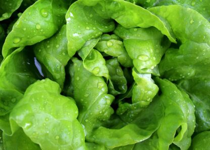 Kopfsalat Kiste