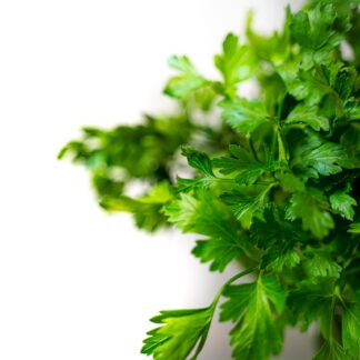 Koriander Schale