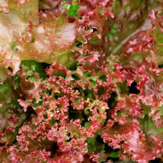 Lollo Rosso Kiste