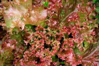 Lollo Rosso Kiste