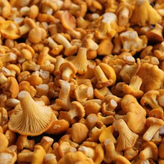 Pfifferlinge extra klein Kiste