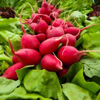 Radieschen Bund
