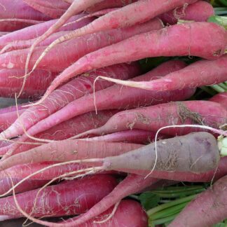 Rettich rot Bund