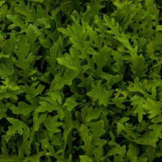 Rucola Kiste