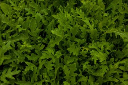Rucola Kiste