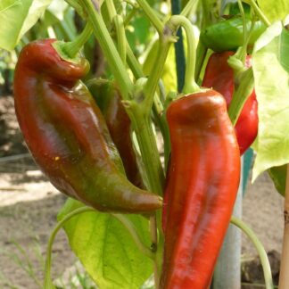 Spitzpaprika rot Kiste