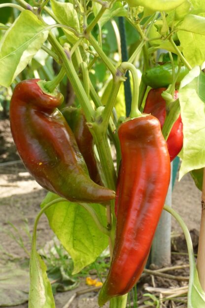 Spitzpaprika rot kg