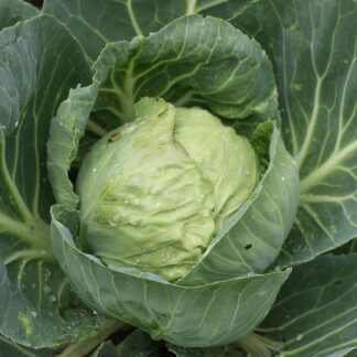 Weißkraut kg