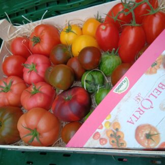 Bunte Tomaten Kiste